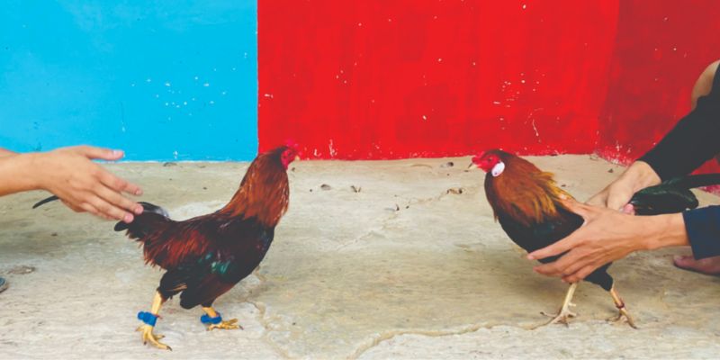Gemwin lý giải vì sao kê thủ ưa thích gà Asil tới vậy