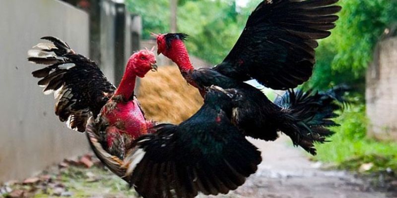 Kê thủ tìm hiểu về giống gà Cuban tai gemwin ngay hôm nay