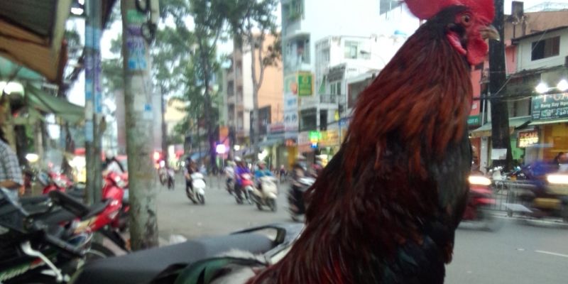 Tìm hiểu về dòng gà điều tai gemwin cùng kê thủ chuyên nghiệp