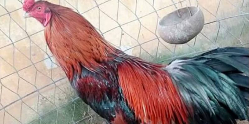 Tìm hiểu gà điều tai gemwin là gì?