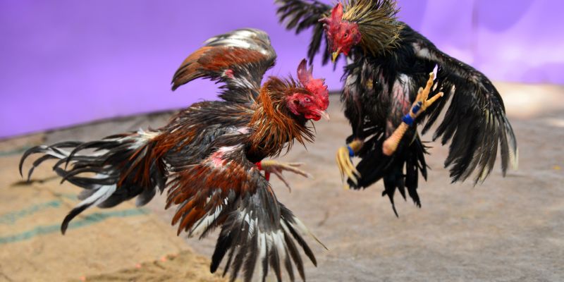 Tìm hiểu dòng chiến kê gà Mỹ tai gemwin