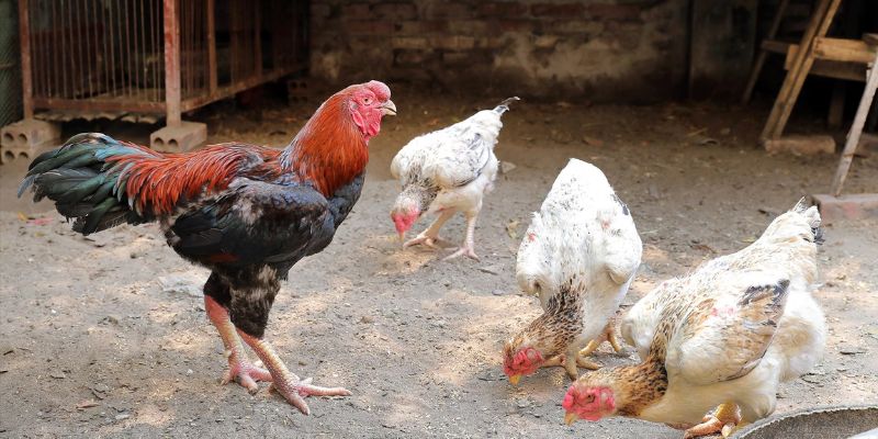 Vào Gemwin tìm hiểu về gà Hồ cùng các sư kê chuyên nghiệp