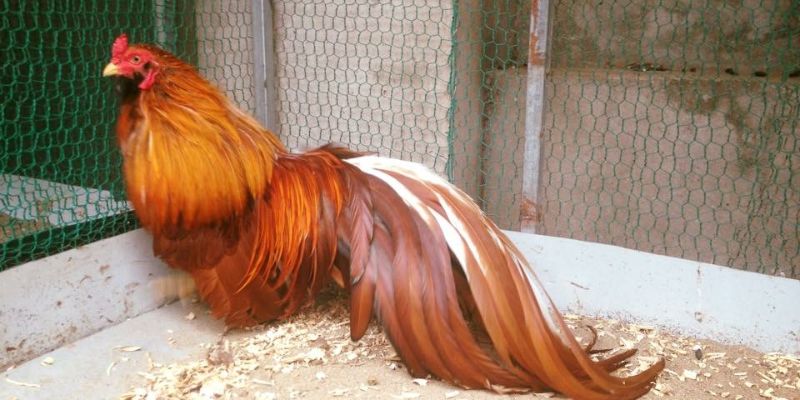 Tìm hiểu về gà tre Tân Châu tai gemwin cùng các kê thủ hàng đầu