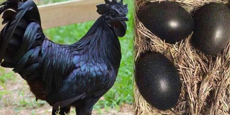 Kê thủ gem win chia sẻ 4 kỹ thuật nuôi gà mặt quỷ bách chiến bách thắng
