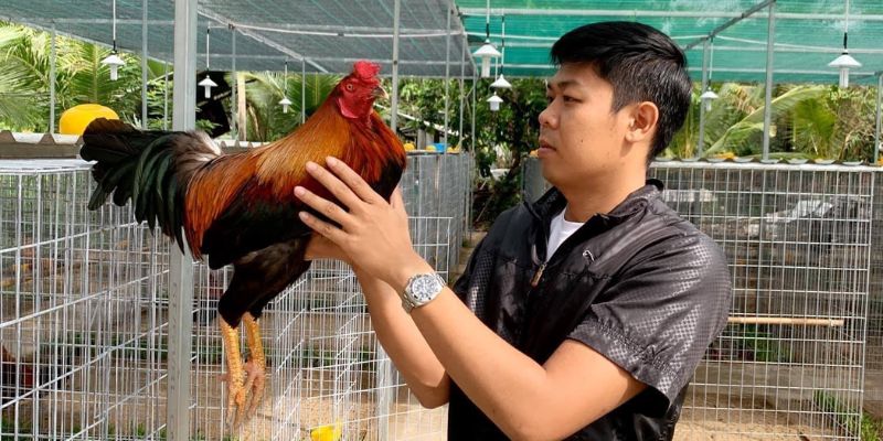 Gem win hé lộ 2 giống chiến kê khét tiếng ở trại gà Hưng Cần Thơ 